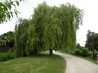  Saule pleureur